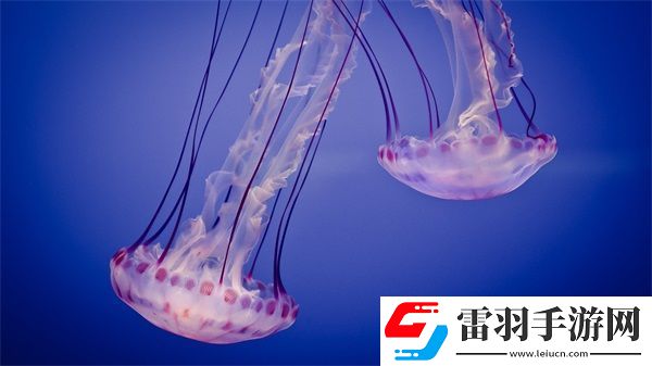 中國體育生宿舍GARY飛機(jī)