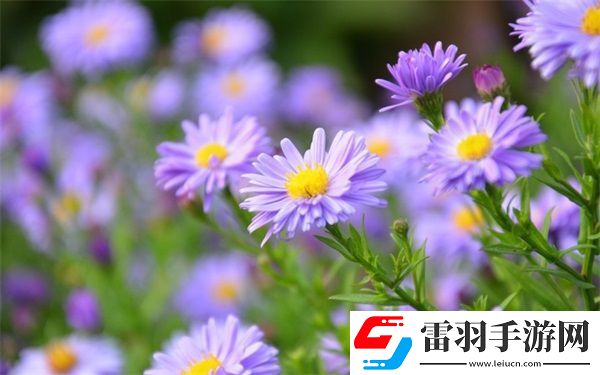 美國一面親上邊一面膜評價