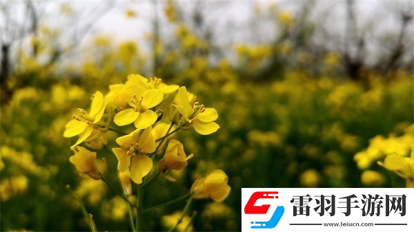 歐美無(wú)人區(qū)碼SUV