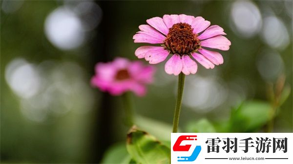 軍訓(xùn)大白兔蹦出來了