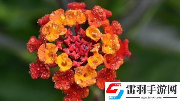 就喜歡聽(tīng)你叫1V1烤魚(yú)貓