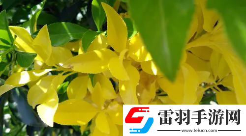 最美情侶中文字幕MV電影：探索最美情侶中文字幕MV電影的魅力與欣賞指南！