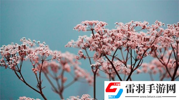 進(jìn)入夢里超級肉禽系統(tǒng)的