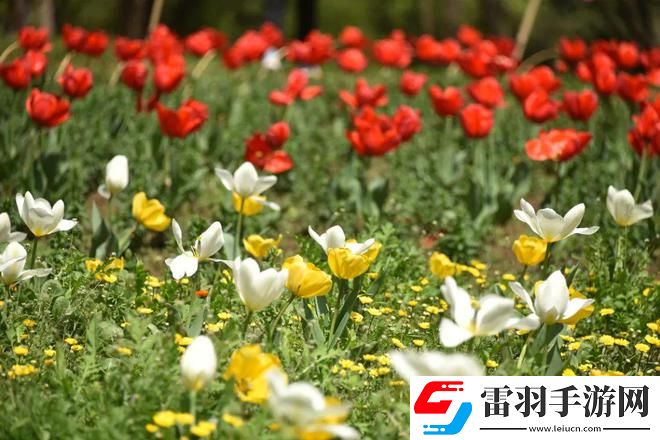 單身男女觀看免費(fèi)完整版：光影重現(xiàn)的神秘視界，享受前所未有的視覺盛宴！