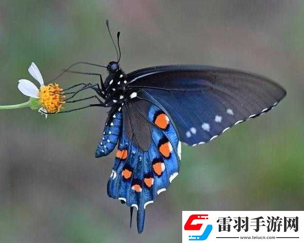 女生稀有蝴蝶比特征