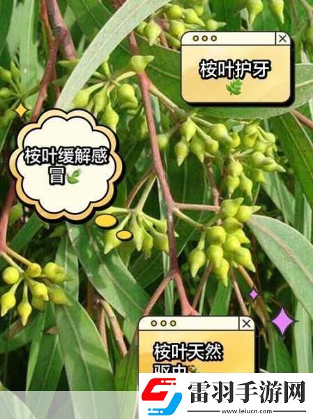 探秘自然奇趣手游玩家也能成為生態(tài)小達人！——桉樹葉背后的美食家揭秘