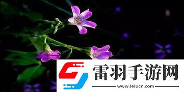 一花一世界一樹一菩提的深刻含義與解讀