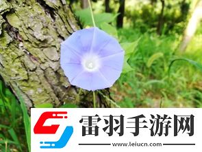 一花一世界一樹一菩提的深刻含義與解讀