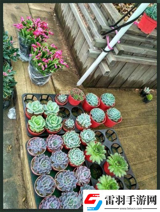 “食取報告3櫻花”傳奇