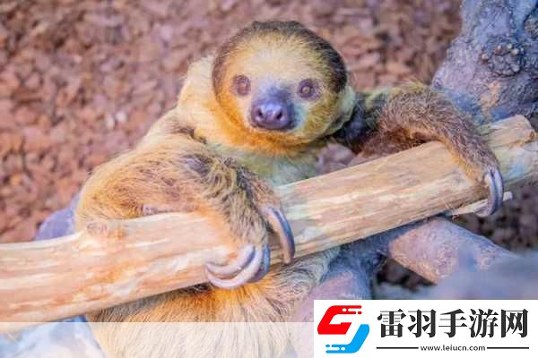 動(dòng)物朋友大觀園新情報(bào)曝光萌寵世界等你探索！