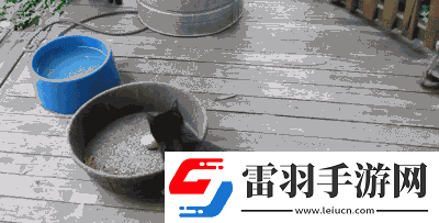 求貓咪最新地域網(wǎng)名