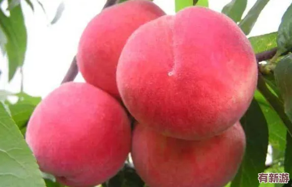 一區(qū)二區(qū)三區(qū)水蜜桃＂熱銷市場消費(fèi)者紛紛追捧其獨(dú)特口感與優(yōu)質(zhì)品質(zhì)成為夏季水果新寵