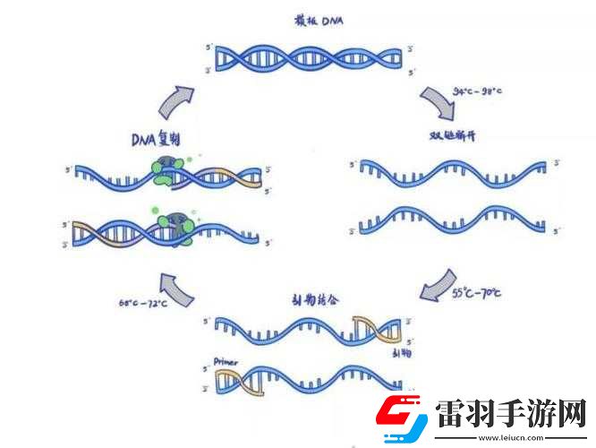 DNA