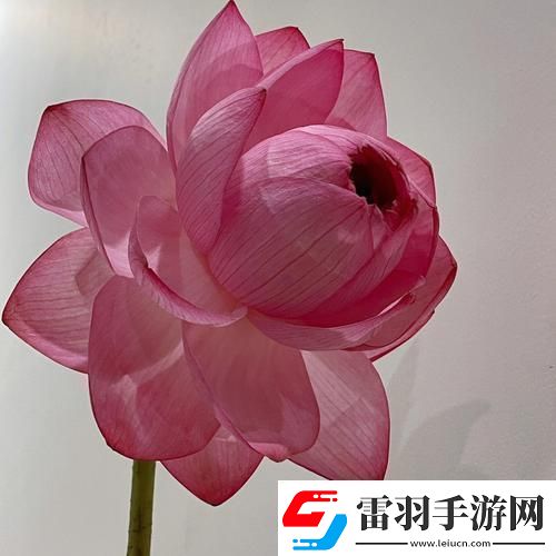 女人千層蓮花激活后