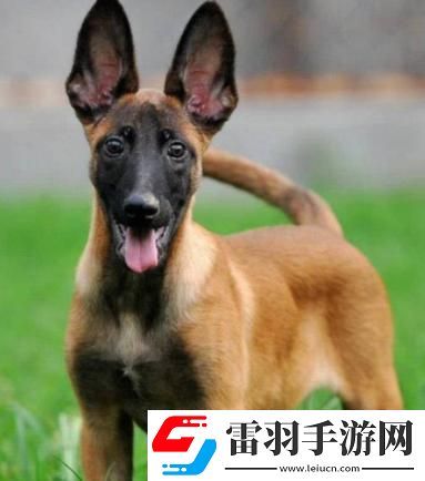 “Zoom馬狗”狂潮來襲