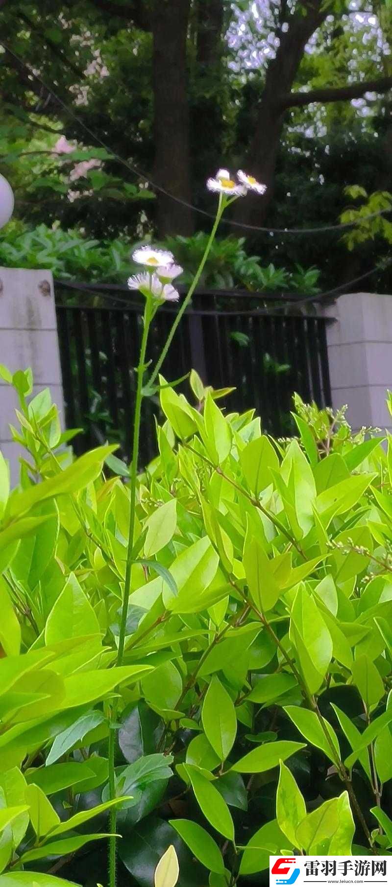 野花高清在線觀看免費(fèi)官網(wǎng)中文版