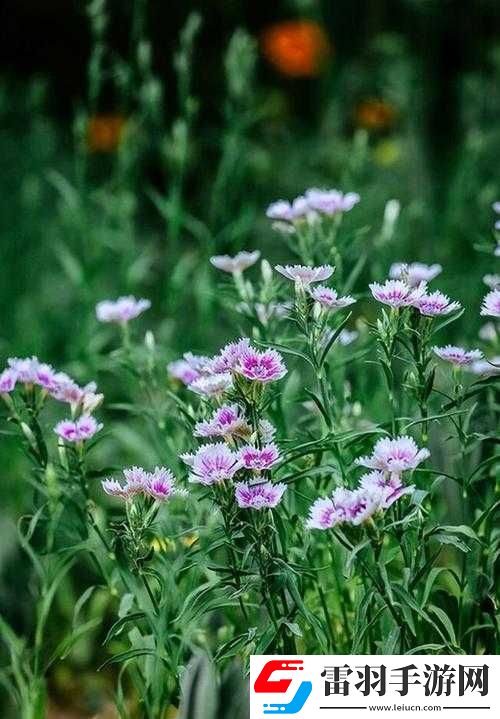 野花免費(fèi)觀看