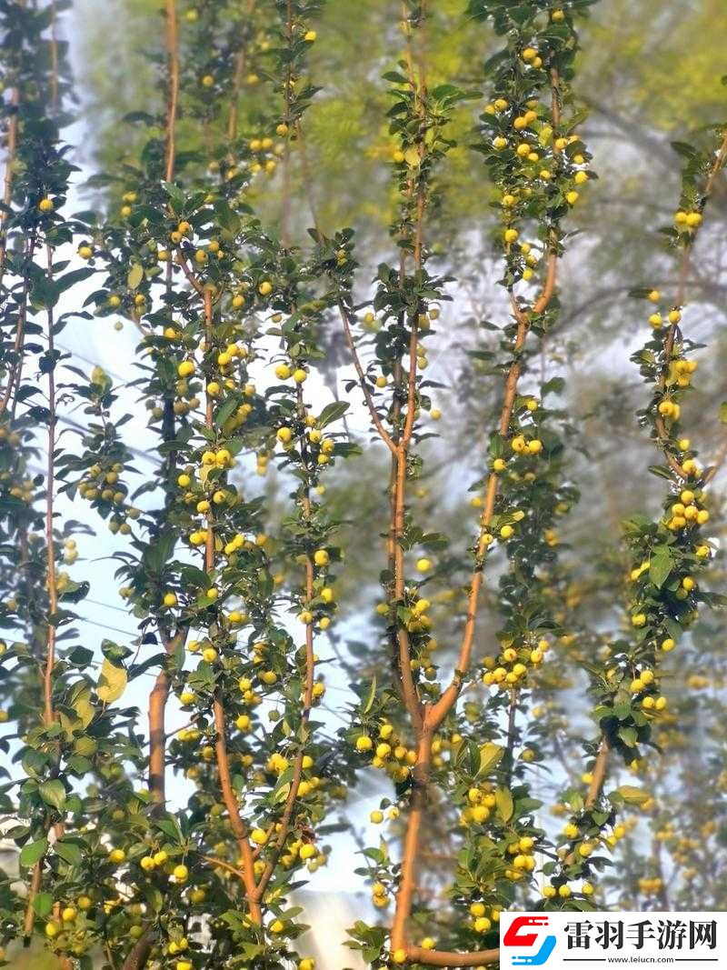 海棠怎么突然進(jìn)不去了