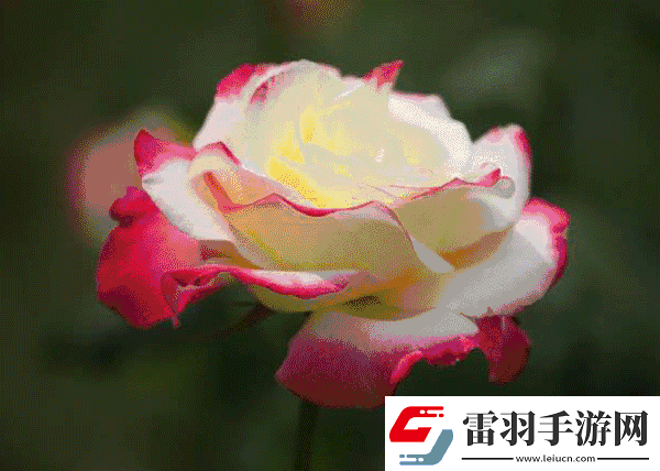 色彩變幻如夢(mèng)如幻——?jiǎng)討B(tài)色圖