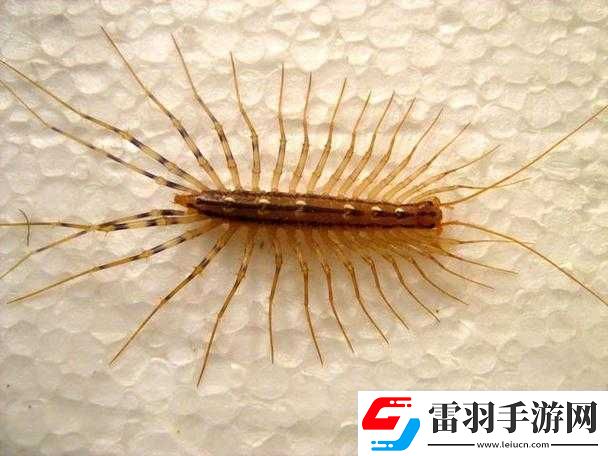 *黑毛逼——令人震驚的獨(dú)特存在