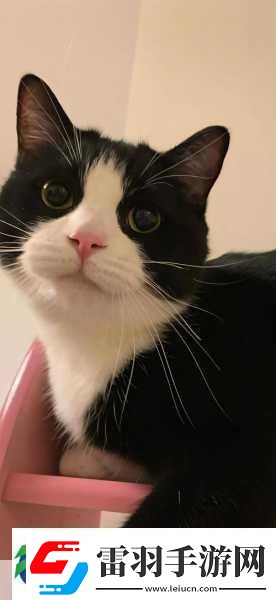 喵星人密室大冒險(xiǎn)